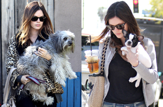 Rachel Bilson, celebrity dogs, dogs, celebrities Rachel Bilson, celebrity dogs, dogs, celebrities