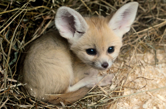 Animals Cubs