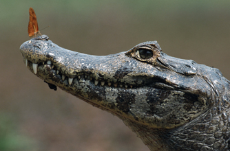 Aligator, funny animal pic, Aligator, funny animal pic,
