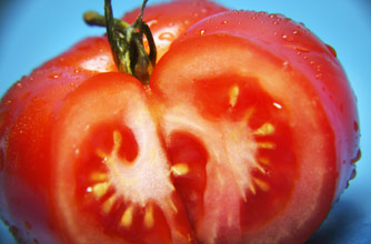 Tomato Tomato