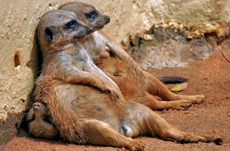 Meerkats chilling, funny animal pic, Meerkats chilling, funny animal pic,