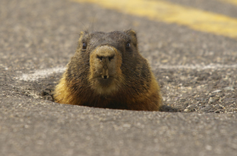 Peeping marmot, funny animal pic Peeping marmot, funny animal pic