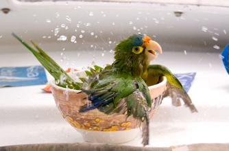 Parrot taking a dip, funny animal pic Parrot taking a dip, funny animal pic