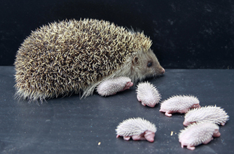 Hedgehog, funny animal pic Hedgehog, funny animal pic