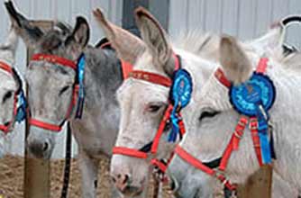 Days out: Donkey Park