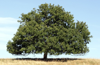 Ash tree Ash tree