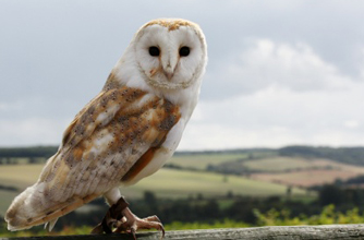 Barn owl Barn owl