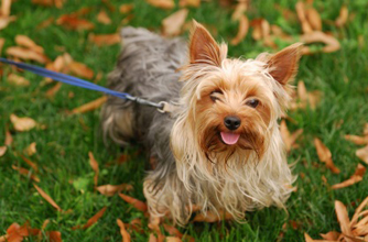 Yorkshire terrier Yorkshire terrier