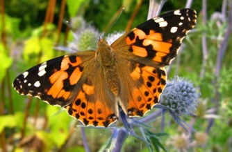 Butterfly Butterfly