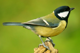 Great Tit Great Tit
