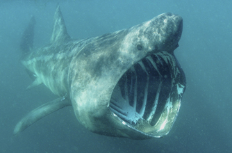 Basking shark Basking shark