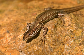 Common lizard Common lizard