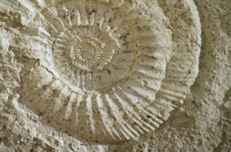 Ammonite Ammonite