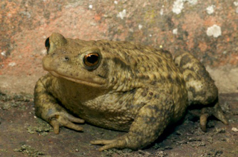 British toad British toad