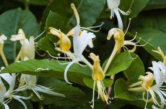 Honeysuckle Honeysuckle