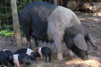 Saddleback pig Saddleback pig