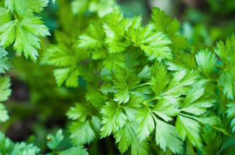 Parsley Parsley