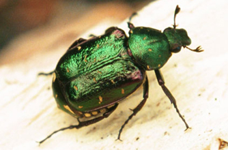 Noble Chafer beetle Noble Chafer beetle