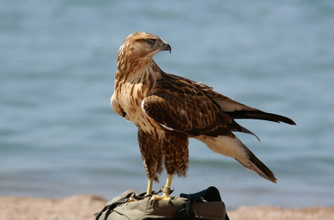 Falcon Falcon