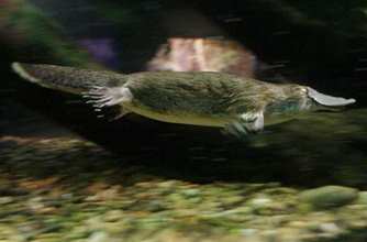 Duck billed platypus Duck billed platypus