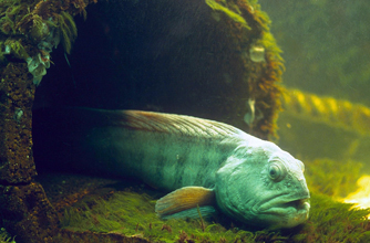 Catfish Catfish