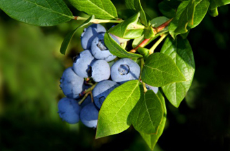 Blueberry Blueberry