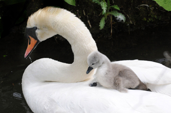 Swan and duckling Swan and duckling