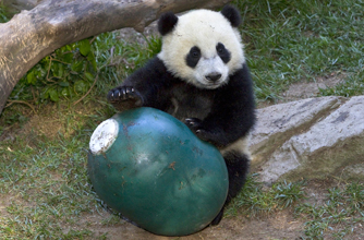 Panda, funny animal picture Panda, funny animal picture