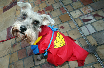 Superdog, funny animal pictures Superdog, funny animal pictures