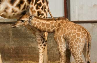 Days out: Fota Wildlife Park