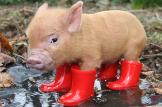 Piggy in wellies, funny animal pics Piggy in wellies, funny animal pics