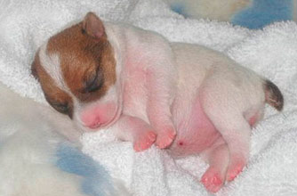Mariah Carey dog Mariah Carey dog