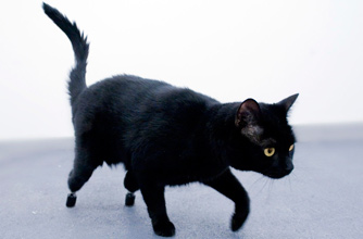 Bionic cat Bionic cat