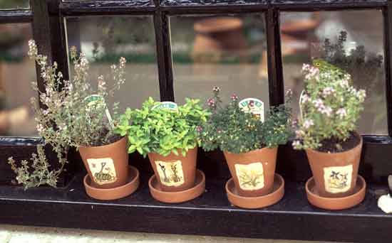 Gardening for kids: Grow your own herbs Gardening for kids: Grow your own herbs
