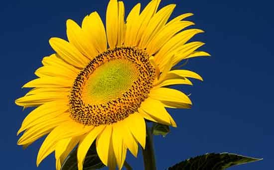 Gardening for kids: Grow sunflowers