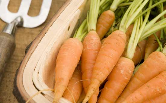 Gardening for kids: Grow your own vegetables Gardening for kids: Grow your own vegetables
