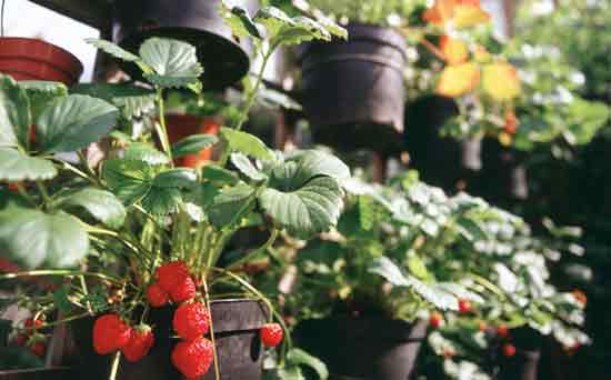 Gardening for kids: Grow your own fruit Gardening for kids: Grow your own fruit