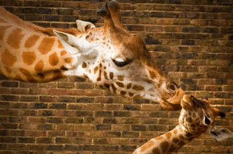 Giraffe, funny animal pictures Giraffe, funny animal pictures