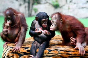 Monkeys Monkeys