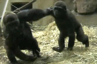 gorilla, funny animal pic, gorilla, funny animal pic,