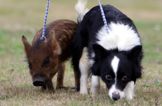 Pig Dog, funny animal pic, Pig Dog, funny animal pic,