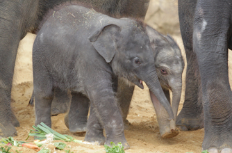 Baby elephant, funny animal pics Baby elephant, funny animal pics