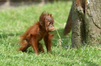 Discount vouchers: Chester Zoo