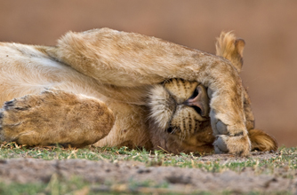 African lion African lion