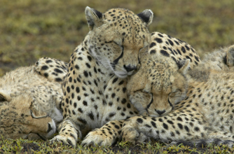 Cheetah Cheetah