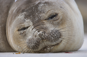 Elephant seal Elephant seal
