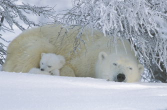 Polar bear Polar bear