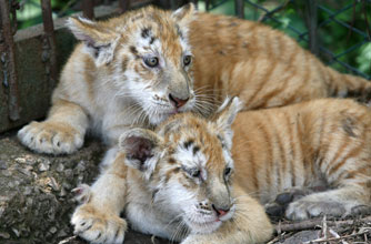 Golden tigers Golden tigers
