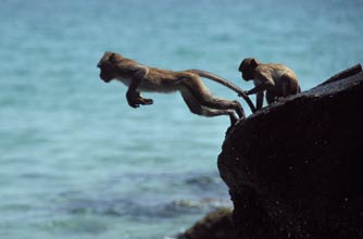 Daredevil monkeys Daredevil monkeys