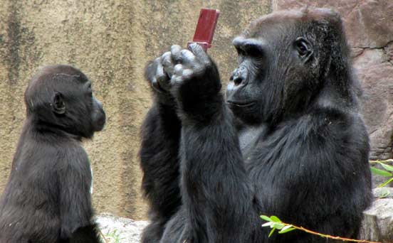 Gorilla Gorilla